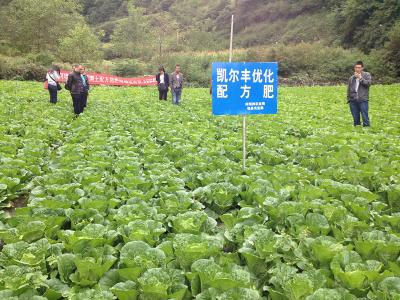 阿坝州高原大白菜田间肥效实验